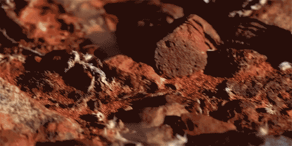 Close up of rocks as ants crawl over and underneath them in the Australian desert.