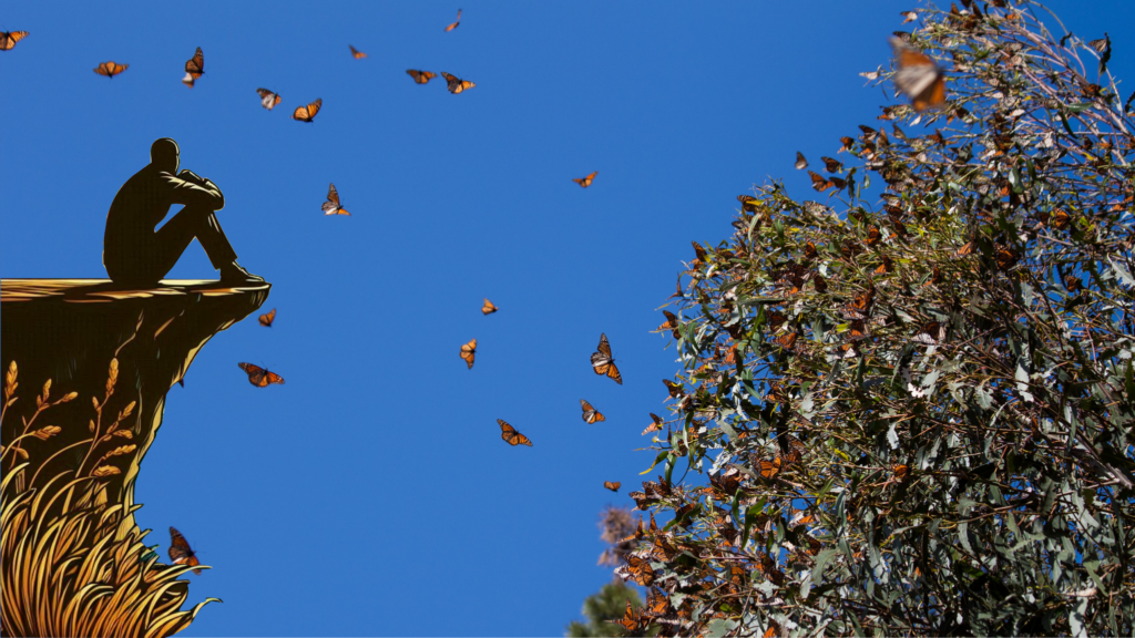 Monarch Butterfly contemplation